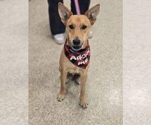 Mutt Dogs for adoption in Minneapolis, MN, USA