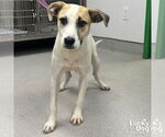 Small #2 Labrador Retriever Mix
