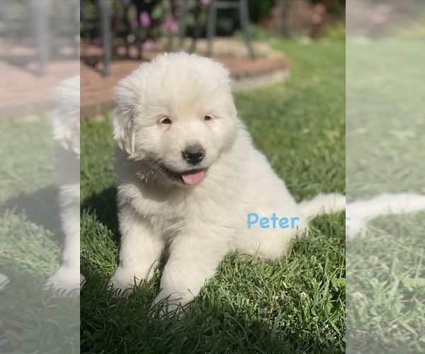 Medium Photo #4 Great Pyrenees Puppy For Sale in MERCERSBURG, PA, USA
