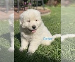 Puppy 3 Great Pyrenees
