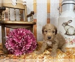 Small Photo #56 Aussiedoodle Puppy For Sale in COMMERCE, MI, USA