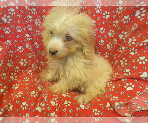 F2 Aussiedoodle Puppy for sale in PATERSON, NJ, USA