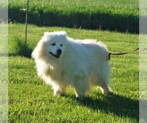 Father of the Samoyed puppies born on 04/04/2023