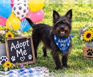 CHLOE - Female Mutt Dog for Adoption - Photo #4