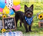 Small Photo #4 Mutt Puppy For Sale in Yardley, PA, USA