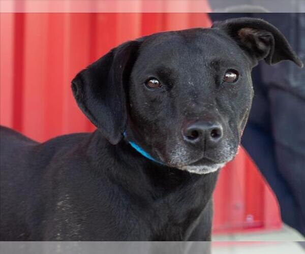 Medium Photo #2 Labrador Retriever-Unknown Mix Puppy For Sale in Tracy, CA, USA