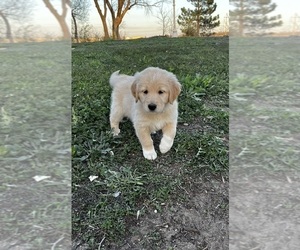 English Cream Golden Retriever-Great Pyrenees Mix Puppy for sale in SEDGWICK, KS, USA