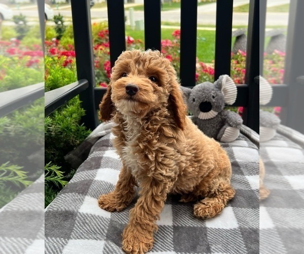 Medium Photo #5 Goldendoodle (Miniature) Puppy For Sale in INDIANAPOLIS, IN, USA