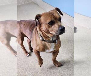 Chihuahua-Unknown Mix Dogs for adoption in Newton, NC, USA