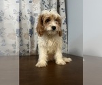 Small #37 Cavapoo-Poodle (Miniature) Mix