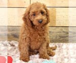 Small #7 Cavapoo