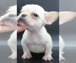 Puppy Tiny French Bulldog