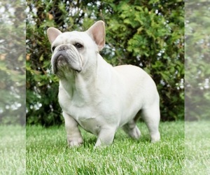 Father of the French Bulldog puppies born on 04/09/2019