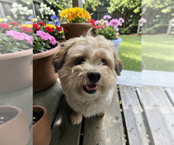 Medium Photo #7 Mal-Shi Puppy For Sale in McKinney, TX, USA