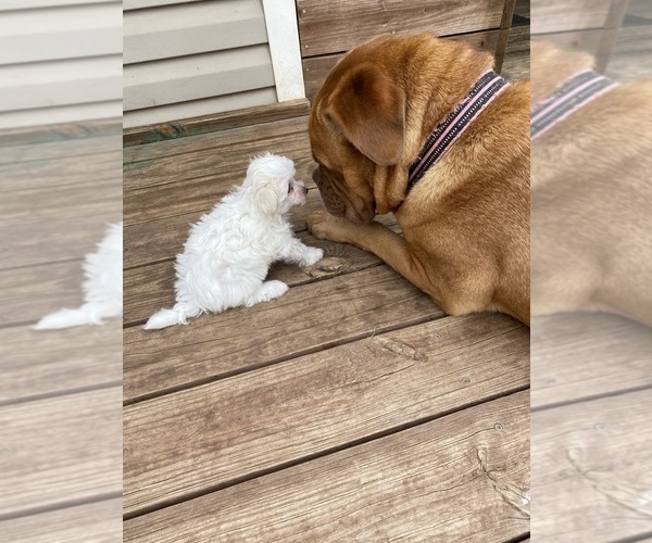 Medium Photo #9 Maltese Puppy For Sale in FREDONIA, KS, USA