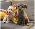 Small Maltipoo (Miniature)-Poodle (Miniature) Mix