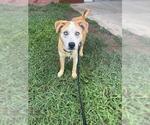 Small #1 Siberian Husky Mix