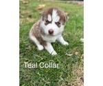 Small Photo #5 Siberian Husky Puppy For Sale in WAYNESBORO, VA, USA