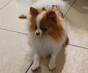 Mother of the Pomeranian puppies born on 06/17/2026