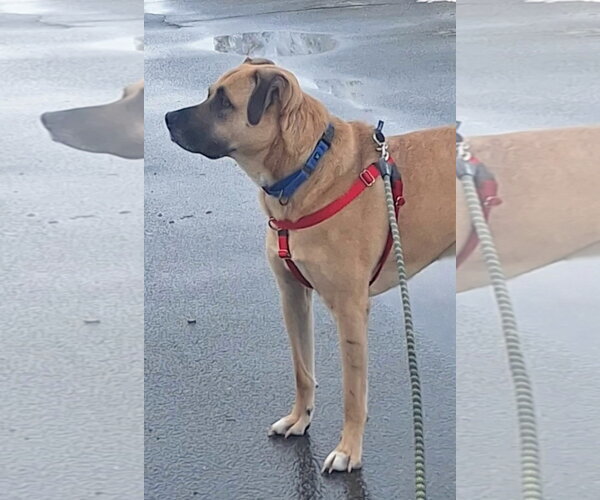 Medium Photo #4 Black Mouth Cur-Unknown Mix Puppy For Sale in Wakefield, RI, USA