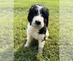 Small #7 Bernedoodle
