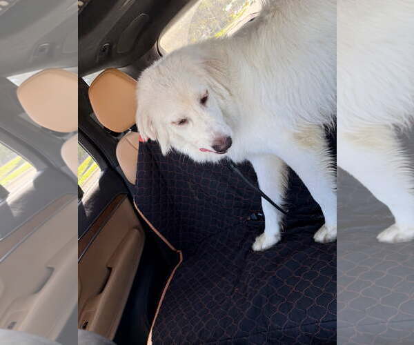 Medium Photo #3 Golden Pyrenees Puppy For Sale in Bonita Springs, FL, USA