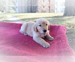 Small Photo #8 Golden Retriever Puppy For Sale in LA RUSSELL, MO, USA