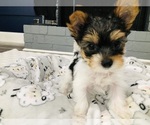 Small #2 Yorkshire Terrier