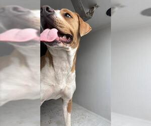 Mutt Dogs for adoption in Houston, TX, USA
