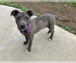 Small American Staffordshire Terrier Mix