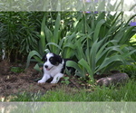 Small Photo #4 Border Collie Puppy For Sale in GREENWOOD, WI, USA