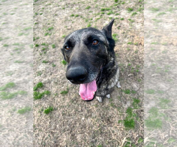 Medium Photo #6 German Shepherd Dog Puppy For Sale in New Hill, NC, USA