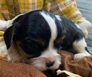 Cavalier King Charles Spaniel Puppy for sale in HICKORY, NC, USA
