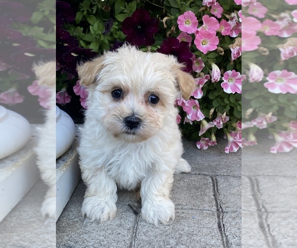 Medium Photo #1 Maltipoo Puppy For Sale in CANOGA, NY, USA