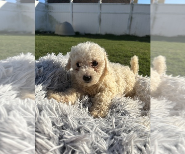 Medium Photo #1 Bichon Frise Puppy For Sale in FAYETTEVILLE, NC, USA