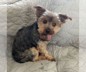 Albany - Female Maltese-Unknown Mix Dog for Adoption - Photo #7