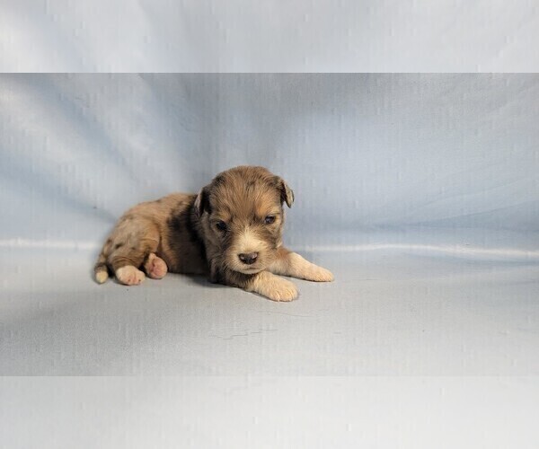 Medium Photo #7 Bernedoodle (Miniature) Puppy For Sale in BLACK FOREST, CO, USA