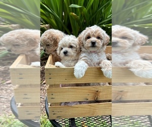 Maltipoo Puppy for Sale in WESLEY CHAPEL, Florida USA