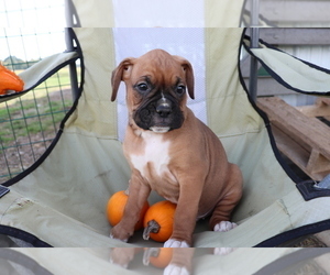 Boxer Puppy for sale in SHILOH, OH, USA
