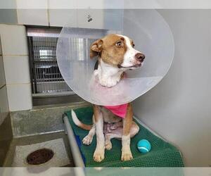 Labrador Retriever Dogs for adoption in San Antonio, TX, USA