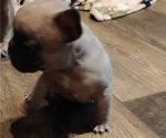 Small #7 French Bulldog