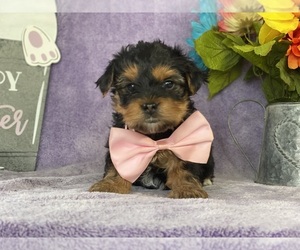 YorkiePoo Puppy for sale in LANCASTER, PA, USA