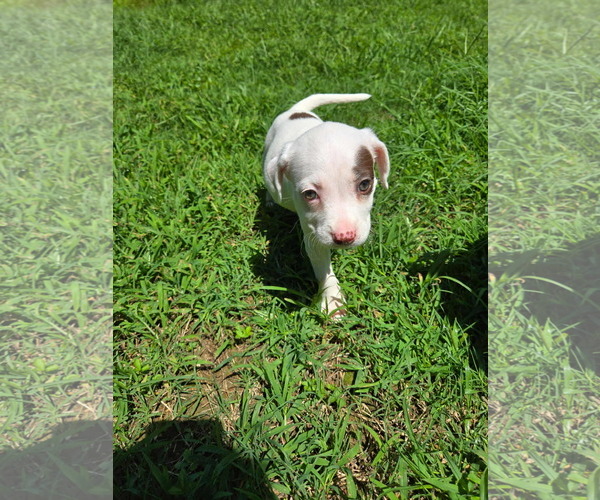 Medium Photo #2 Mutt Puppy For Sale in Holly Springs, NC, USA