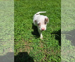 Small #1 Mutt
