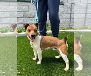 Russell - Male Jack Chi Dog for Adoption - Photo #4