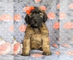 Small #2 Soft Coated Wheaten Terrier