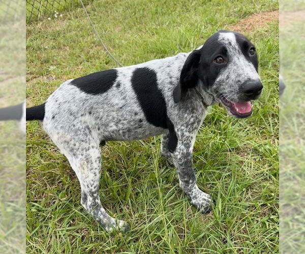 Medium Photo #2 Pointer-Unknown Mix Puppy For Sale in Tarrytown, GA, USA