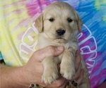 Puppy La Plata Purple Golden Retriever