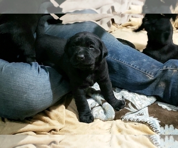 Medium Photo #2 Labrador Retriever Puppy For Sale in WOODLAND, WA, USA