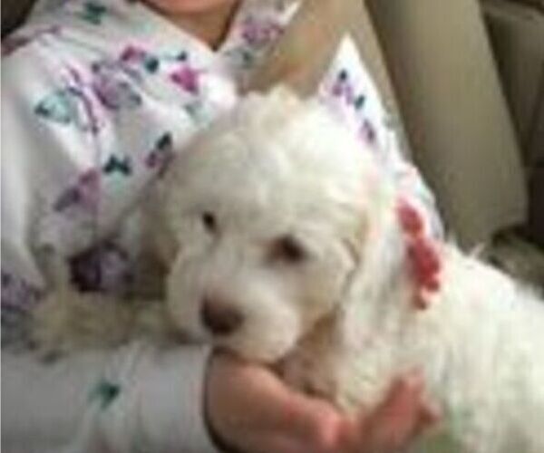 Medium Photo #1 Poodle (Miniature)-Sheepadoodle Mix Puppy For Sale in PARK HILL, OK, USA
